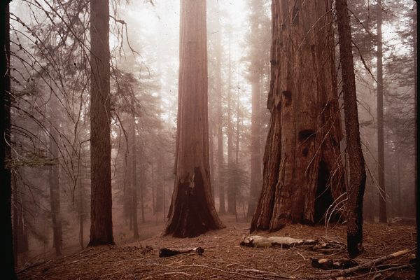 Reader’s Essay | The Grieving Tree: A Reflection