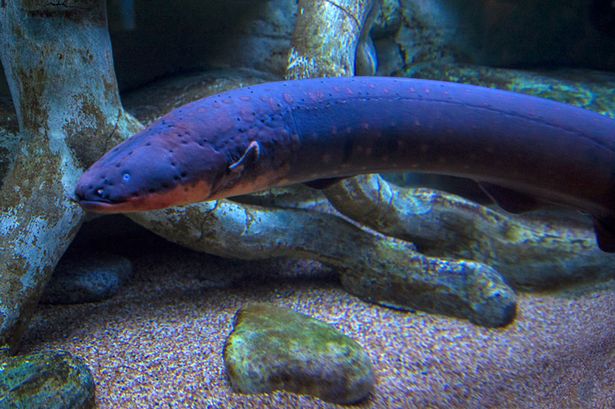 Are electric eels endangered image