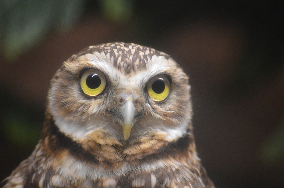 REVIEW | The Inner Life of Animals: Love, Grief and Compassion – Kosmos Journal REVIEW | The Inner Life of Animals: Love, Grief and Compassion – Kosmos Journal