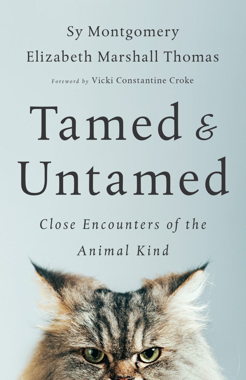 animal dreams essays