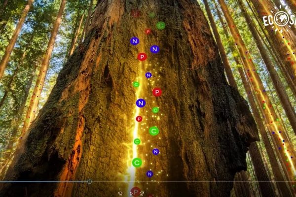 VIDEO | How Trees Talk