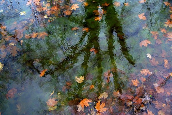 ‘Tastings’ from the Fall Edition of Kosmos Journal Quarterly