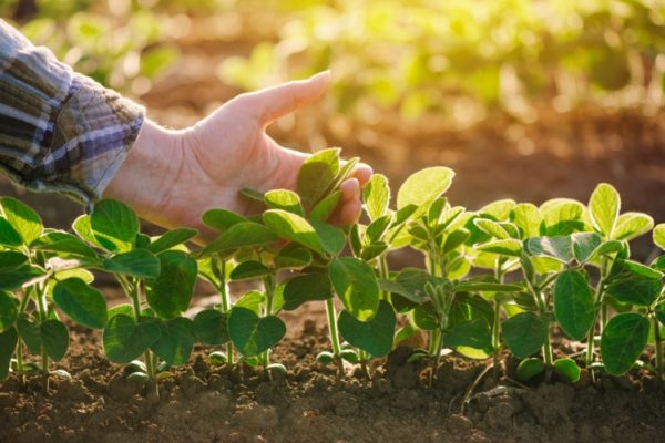 Cultivating Right Livelihood