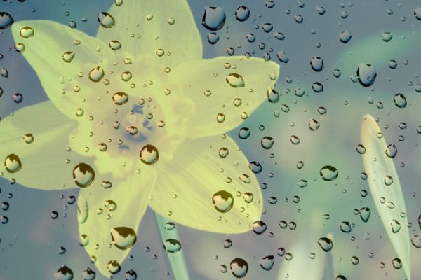 Kosmos April Gallery of Poets