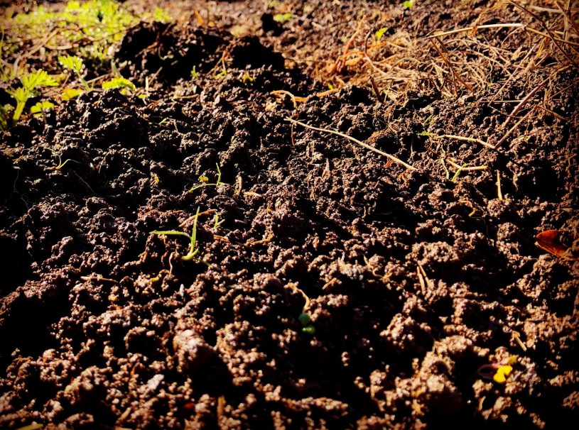 Fertile soil in the West Dry Creek Valley of Sonoma County, California, ancestral homelands of the Pomo peoples.