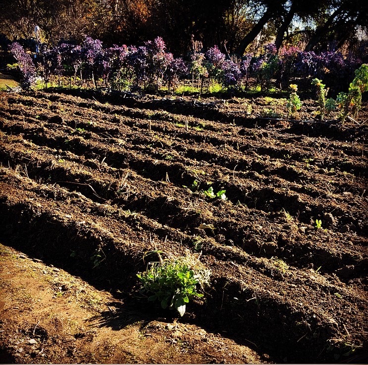 Example of no-till soil keeping, which protects the deep roots and diverse web of relationships responsible for maintaining its fertility, allowing power and wealth to build up over time. 