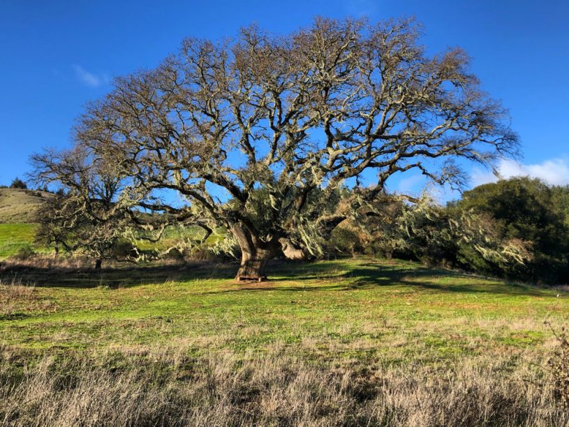 In Marin County, the California Oak tree is playing a critical role in ecological restoration efforts, including the rewilding of public land in San Geronimo.