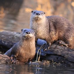 Watching River Otters