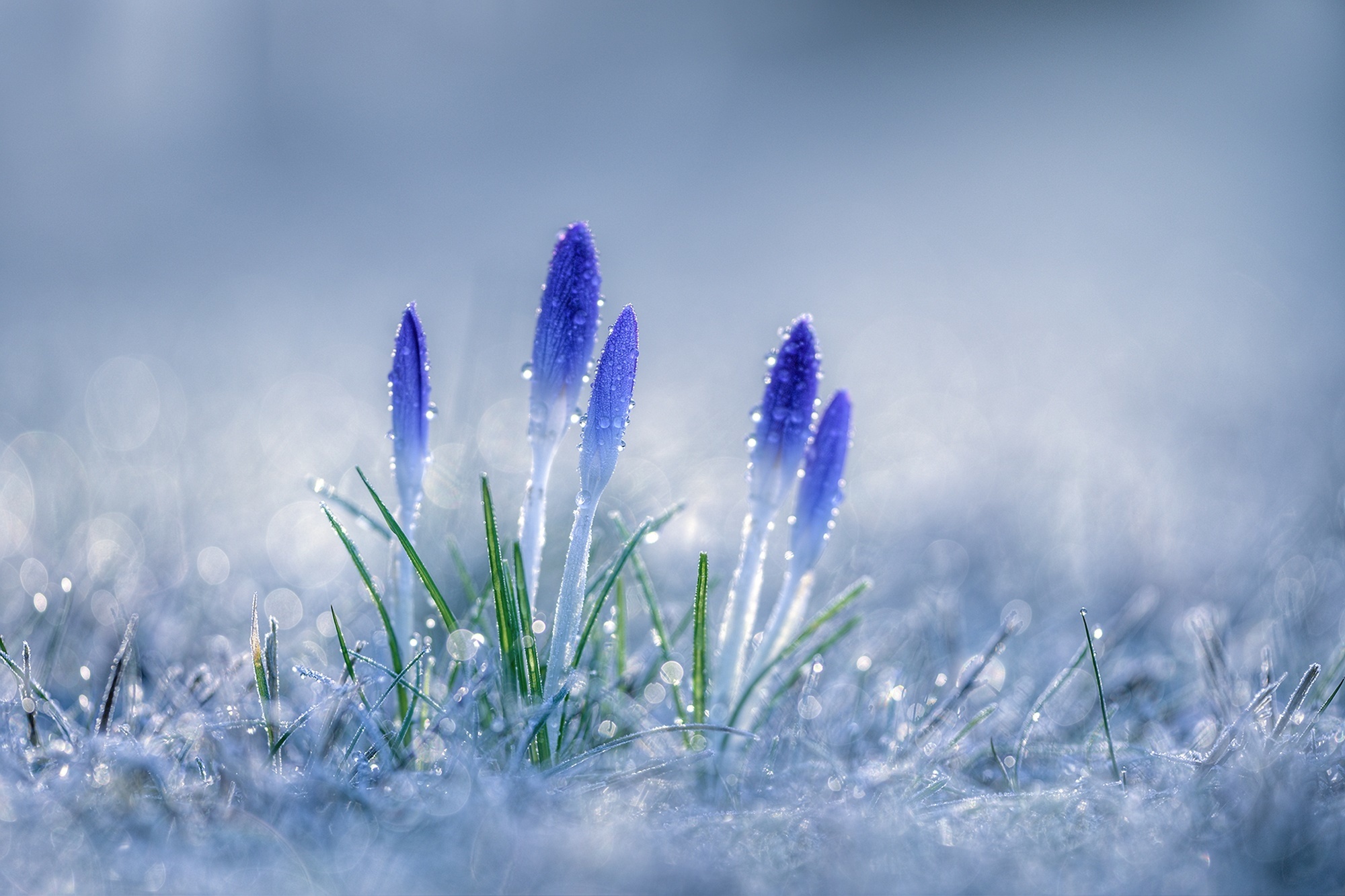 Kosmos Winter 2022 Gallery of Poets
