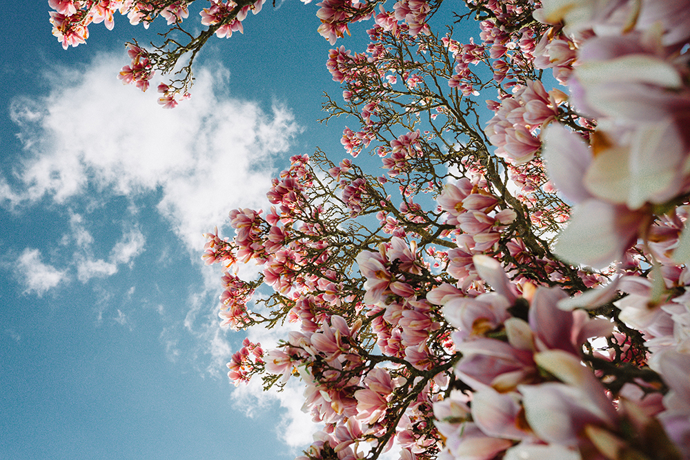 Kosmos Spring 2022 Gallery of Poets