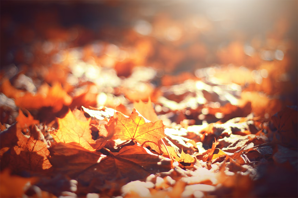 Kosmos Gallery of Poets for the Sacred Season