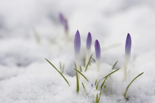 Kosmos Gallery of Poets | March 2023