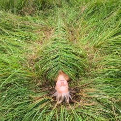 Jeanne-K-Simmons-Grass-Cocoon-Full-Length