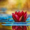 water-lily-3784022_1920