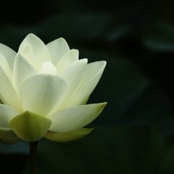 zhisheng-deng-l3ahr2lPNxk-unsplash