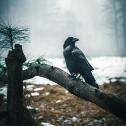 casey-horner-tCRflqaRxBo-unsplash