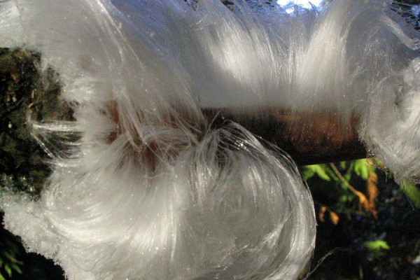 Frost Flowers: Nature’s Exquisite Ice Extrusions