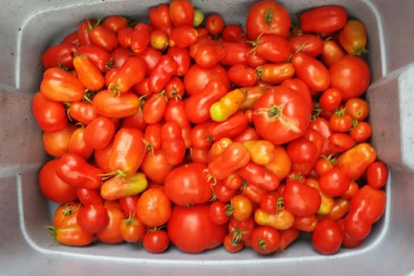 Kosmos Seed Grant to Harlem Grown inspires little urban garderners