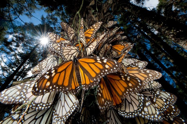 Lifecycle of Emergence: Using Emergence to Take Social Innovation to Scale