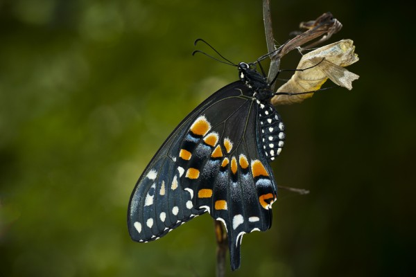 Transformational Education